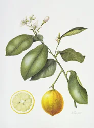 Bergamote, 1995
